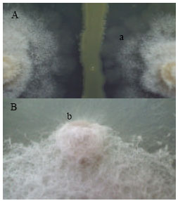 Image for - Effects of Some Bacillus sp. Isolates on Fusarium spp. in vitro and Potato Tuber Dry Rot Development in vivo