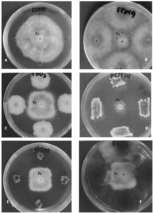 Image for - Mycoparasitic and Antagonistic Inhibition on Phytophthora cinnamomi Rands by Microbial Agents Isolated from Manure Composts