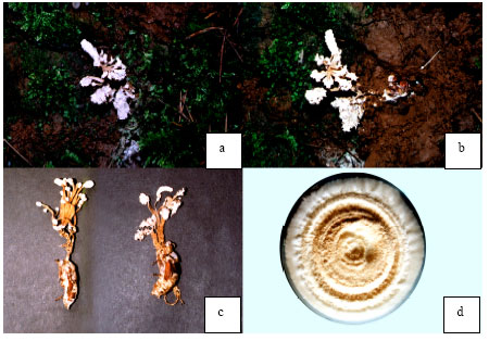 Image for - In vitro Isolation and Influence of Nutritional Conditions on the Mycelial Growth of the Entomopathogenic and Medicinal Fungus Cordyceps militaris