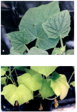 Image for - Induction of Systemic Acquired Resistance in Cucumber Plant Against Cucumber Mosaic Cucumovirus by Local Streptomyces Strains