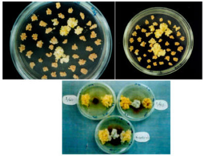 Image for - In vitro Selection of Kütdiken Lemon 20b to Canditate for Resistance to Phoma tracheiphila