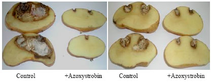 Image for - In vitro and in vivo Interaction of Four Fungicides with the Fusarium Species Complex Causing Tuber Dry Rot in Tunisia