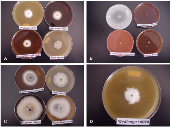 Image for - Influence of Plant Extracts on Sclerotium cepivorum Development