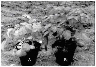 Image for - Potato Vascular Fusarium wilt in Tunisia: Incidence and Biocontrol by Trichoderma spp.