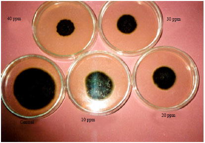 Image for - Effect of Paclobutrazol, Plant Growth Retardant, on Some Soil- Borne Fungal Pathogens in vitro Conditions