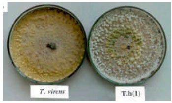 Image for - Biological Control of Sclerotinia Stem Rot (S. minor ) of Sunflower Using Trichoderma Species