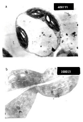 Image for - Induction of Systemic Acquired Resistance in Cucumber Plant Against Cucumber Mosaic Cucumovirus by Local Streptomyces Strains