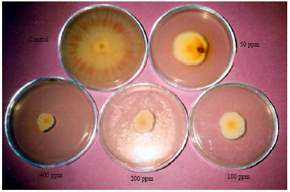 Image for - Effect of Paclobutrazol, Plant Growth Retardant, on Some Soil- Borne Fungal Pathogens in vitro Conditions