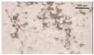 Image for - Natural Infection of Datura stramonium L. By an Unusual Strain of Pepper veinal mottle virus Genus Potyvirus in Nigeria