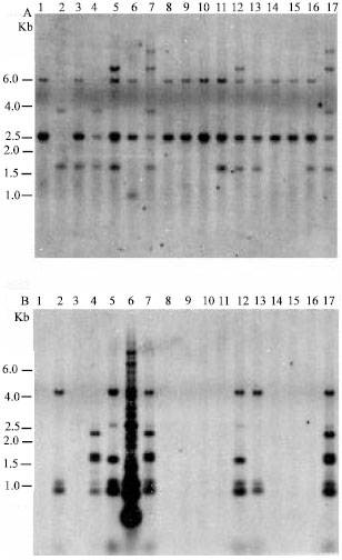 Image for - Molecule Genetic Characterization and Host Specificity of Pyricularia Isolates from Annual Ryegrass in Japan