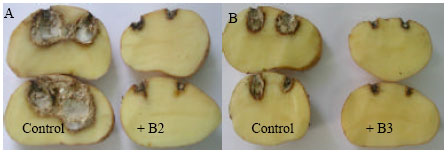 Image for - Effects of Some Bacillus sp. Isolates on Fusarium spp. in vitro and Potato Tuber Dry Rot Development in vivo