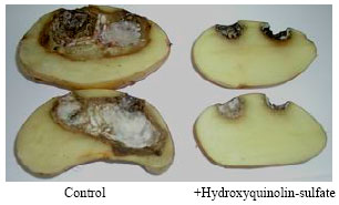 Image for - In vitro and in vivo Interaction of Four Fungicides with the Fusarium Species Complex Causing Tuber Dry Rot in Tunisia