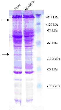 Image for - Comparison of Two Egyptian Isolates of Spiroplasma citri by Crossed Immunoelectrophoresis and Polyacrylamide Gel Electrophoresis of Cell Proteins