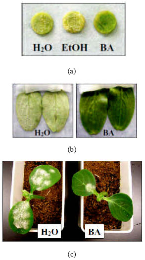 Image for - Citokinin-mediated Suppression of Cucumber Powdery Mildew Disease: 6-benzyladenine Suppresses the Growth of Cucumber Powdery Mildew Fungus, Sphaerotheca fuliginea