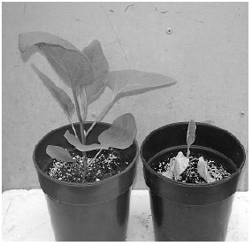 Image for - Pathogenecity of Tunisian Isolates of Three Verticillium Species on Tomato and Eggplant