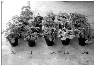 Image for - Potato Vascular Fusarium wilt in Tunisia: Incidence and Biocontrol by Trichoderma spp.