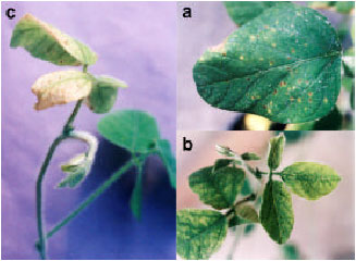 Image for - Incidence and Distribution of Tomato yellow fruit ring virus on Soybean in Iran