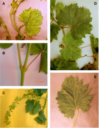 Image for - Incidence and Distributions of Grapevine fanleaf virus in North-East of Iran