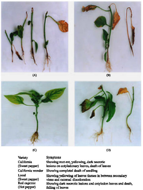 Image for - Pathogenicity, Toxicity and Gibberellic Acid Content of Fusarium moniliforme Causing Root Rot and Damping Off of Pepper