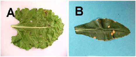 Image for - Comparative Structural Study of Leaf Spot Disease of Safflower and Sugar Beet by Cercospora beticola