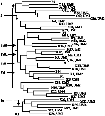 Image for - DNA Microsatellite Analysis of Kenyan Isolates of Rhizoctonia solani from Common Bean (Phaseolus vulgaris L.)