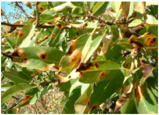 Image for - Determination of Mycoflora in Almond Plantations Under Drought Conditions in Southeastern Anatolia Project Region, Turkey