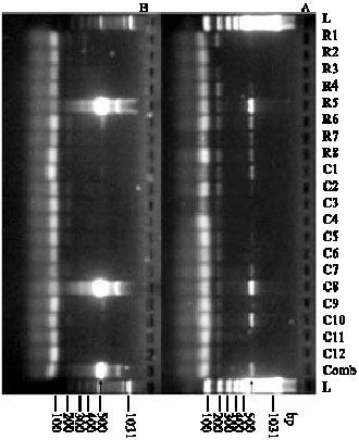 Image for - Polymerase Chain Reaction for Detection of Peanut Mottle and Peanut Stripe Viruses in Arachis hypogaea L. Germplasm Seedlots