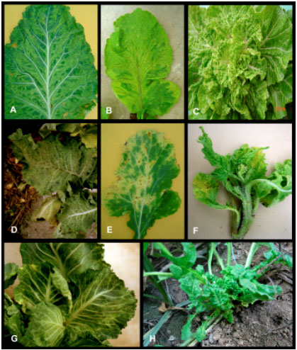 Image for - Occurrence and Distribution of Cauliflower mosaic virus on Cruciferous Plants in Iran