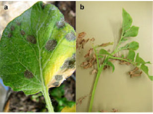 Image for - Identification and Partial Characterization of a Tospovirus Causing Leaf and Stem Necrosis on Potato