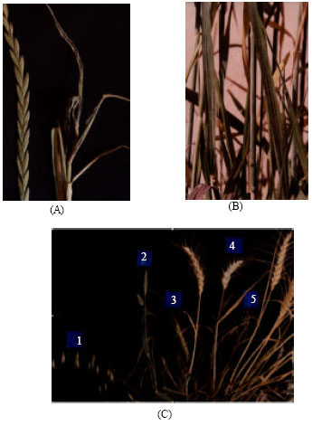Image for - Biological Control of Ryegrass in Wheat Fields by New Isolate of Urocystis agropyri