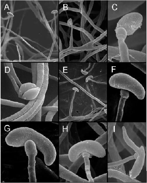 Image for - Clavicipitaceous Anamorphic Endophytes in Hordeum germplasm