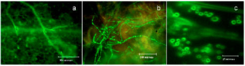 Image for - Transformation of Botrytis cinerea with a Green Fluorescent Protein (GFP) Gene for the Study of Host-pathogen Interactions