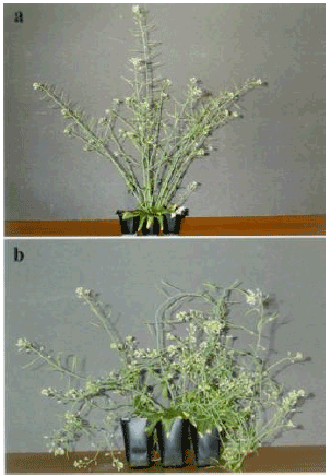 Image for - Association of Selective Deposition of (1→3)-β-Glucan in Floral Tissues with Restricted Movement of Turnip Vein-Clearing Virus in Arabidopsis: A Possible Mechanism for Non-Seed Transmission
