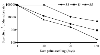 Image for - Suppressive Effect of Mature Compost of Date Palm By-Products on Fusarium oxysporum f. sp. albedinis