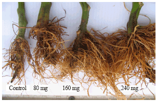 Image for - Effect of Humic Acid Applications on the Root-Rot Diseases Caused by Fusarium spp. on Tomato Plants