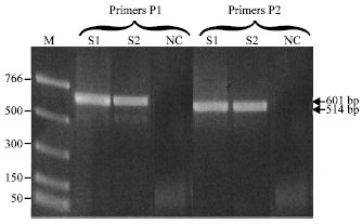 Image for - Characterization of Pepper yellow vein mali virus in Capsicum sp. in Burkina Faso