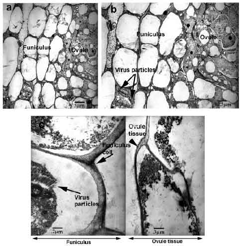 Image for - Association of Selective Deposition of (1→3)-β-Glucan in Floral Tissues with Restricted Movement of Turnip Vein-Clearing Virus in Arabidopsis: A Possible Mechanism for Non-Seed Transmission