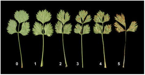 Image for - Identification of Puccinia pimpinellae on Anise Plant in Egypt and Its Control