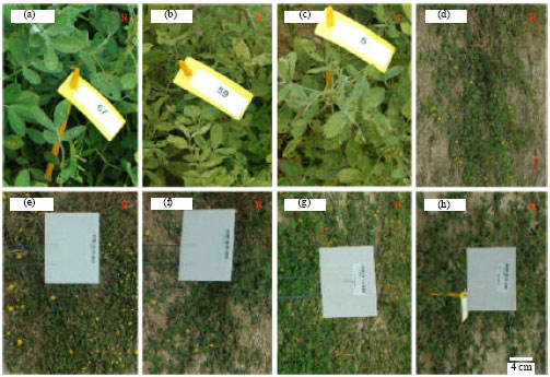Image for - Plant Resistance to TSWV and Seed Accumulation of Resveratrol within Peanut Germplasm and its Wild Relatives in the US Collection