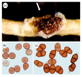Image for - Puccinia pimpinellae, a New Pathogen on Anise Seed in Egypt