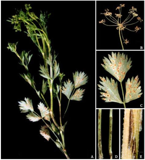 Image for - Identification of Puccinia pimpinellae on Anise Plant in Egypt and Its Control