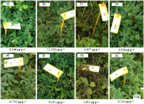 Image for - Plant Resistance to TSWV and Seed Accumulation of Resveratrol within Peanut Germplasm and its Wild Relatives in the US Collection