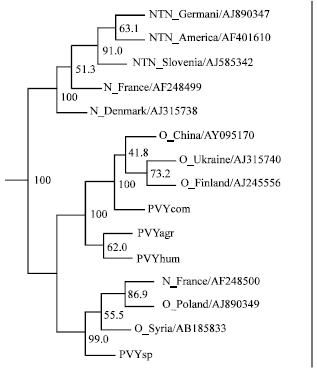Image for - Characterization of a Novel Far-Eastern Potato Virus Y Isolates