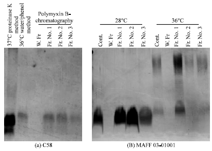 Image for - Variation of Lipopolysaccharide among the Three Major Agrobacterium Species and the Effect of Environmental Stress on the Lipopolysaccharide Profile