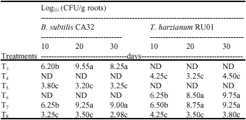 Image for - Effect of Combined Use of Bacillus subtilis CA32 and Trichoderma  harzianum RU01 on Biological Control of Rhizoctonia solani  on Solanum melongena and Capsicum annuum