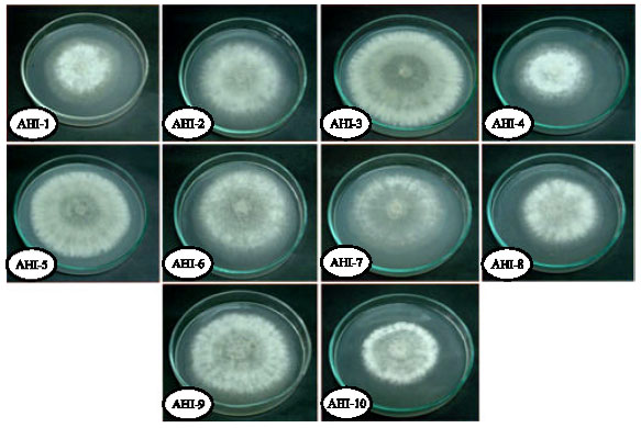 Image for - Variability and Pathogenicity in Bangladeshi Isolates of Botrytis cinerea Causing Botrytis Gray Mold in Chickpea (Cicer arietinum L.)