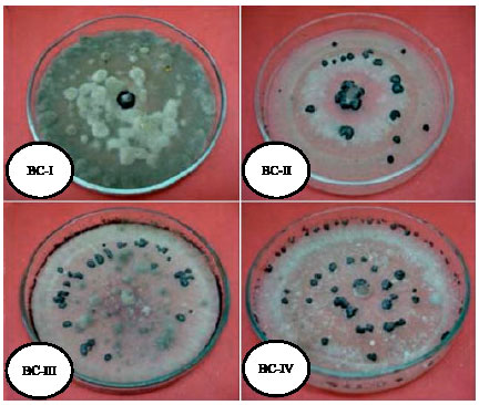Image for - Variability and Pathogenicity in Bangladeshi Isolates of Botrytis cinerea Causing Botrytis Gray Mold in Chickpea (Cicer arietinum L.)