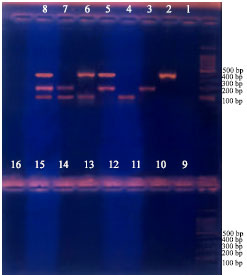 Image for - False Negative Multiplex PCR Results with Certain Groups of Antibiotics