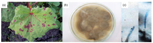 Image for - First Record of Cercospora Leaf Spot Disease on Okra Plants and its Control in Egypt