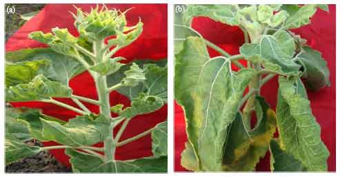 Image for - Molecular Detection and Partial Characterization of Begomovirus Associated with Leaf Curl Disease of Sunflower (Helianthus annuus) in Southern India